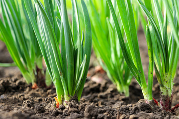 Green shoots of onion in the garden. Close-up.