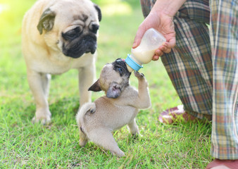 Cute puppies Pug eating goat milk in nursing bottle

