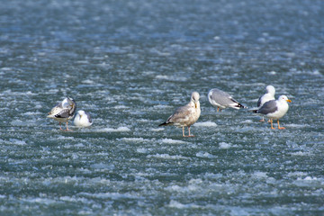 The Baltic Sea in the winter