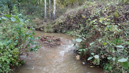 river in the forest