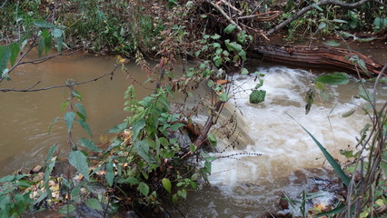 stream in the forest