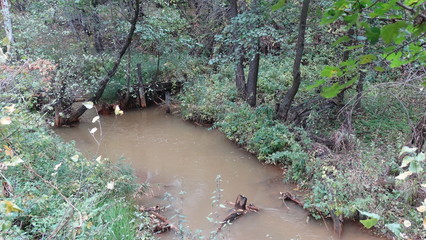 stream in forest