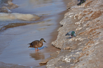 The Baltic Sea in the winter