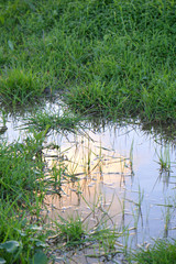 Reflet du coucher de soleil dans flaque d'eau
