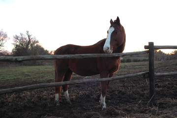 Wild brown stallion, with white spot on the snout, photographed closely. Perfect horse shape.