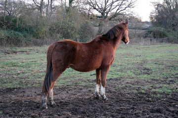 Wild brown stallion, with white spot on the snout, photographed closely. Perfect horse shape.