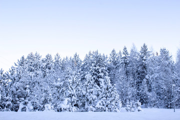 Snow-white winter landscape