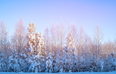 Snow-white winter landscape