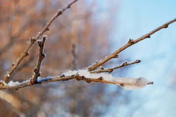 plum branches in the snow