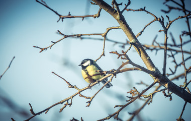 Great tit Parus Major on a tree in winter