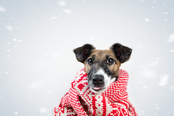 Cute little puppy in winter scarf catching the falling snow with tongue. Portrait of young fox terrier dog in scarf surrounded by falling snowflakes