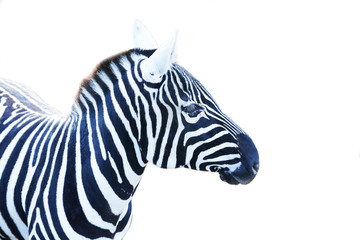 Fototapeta na wymiar Zebra close up portrait. Zebra animal isolated on a white background 