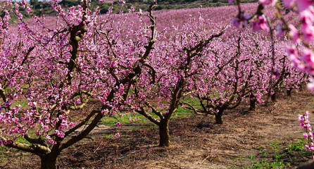 Blooming  peach  trees in the fields over blue sky in spring