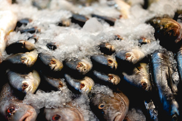 Fish under ice at a market