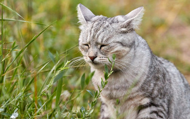 Gray cat is sad. Close-up of cute face on green background