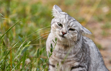 Gray cat with bright green eyes on a green background. Close-up of a funny face