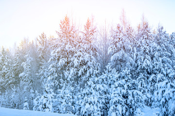 Winter landscape, pine forest.