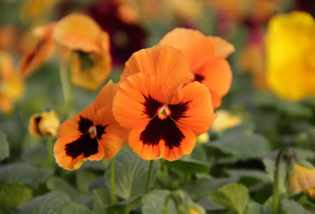 Orange pansy flowers