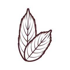 decorative feather isolated icon