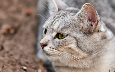 Gray cat with bright green eyes on a green background. Close-up of a cute face