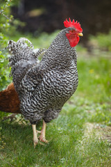 A large rooster on a farm against a background of green vegetation.
