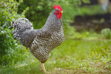 A large rooster on a farm against a background of green vegetation.