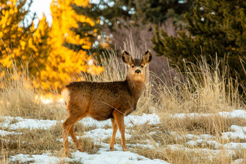 Cute Mule Deer Doe