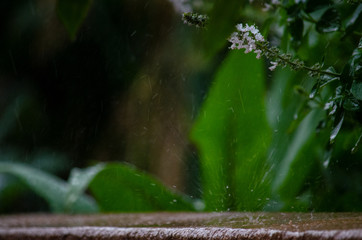 chuva