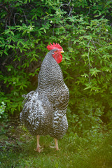 A large rooster on a farm against a background of green vegetation.