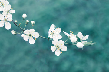 Beau fond nature printemps bleu aux tons. Branche de fleur de pommier blanc, espace vide de couleur sarcelle pastel, flou artistique.
