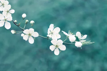 Crédence de cuisine en verre imprimé Printemps Beau fond nature printemps bleu aux tons. Branche de fleur de pommier blanc, espace vide de couleur sarcelle pastel, flou artistique.