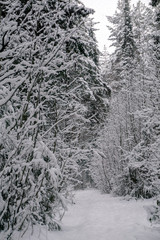 trail in the winter forest