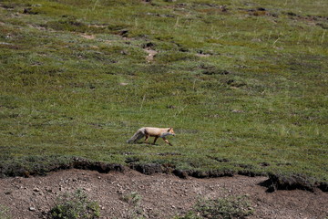 The fox chases land squirrels a skate follows him