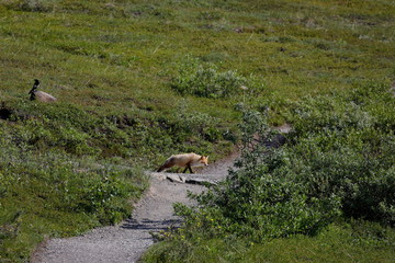 The fox chases land squirrels a skate follows him