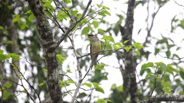 Swallow-tailed Cotinga perched on branch scene. Video recorded in Vargem Alta, Esp&iacute;rito Santo - Southeast of Brazil. Atlantic Forest Biome.