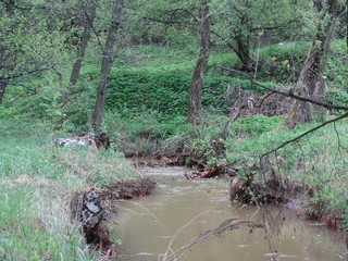 stream in forest