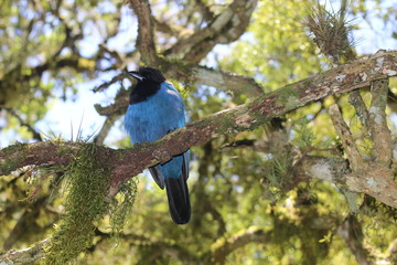 bird on a branch