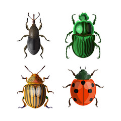 Set of vector beetles