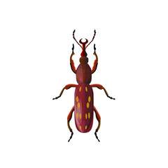 Oak timberworm beetle