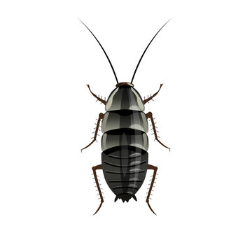 Oriental cockroach vector