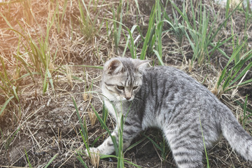 Striped cat walks on the grass