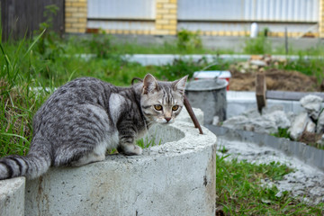 Striped cat sitting on a bed and looking into the distance
