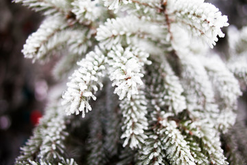 spruce branch in snow frost