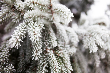 spruce branch in snow frost
