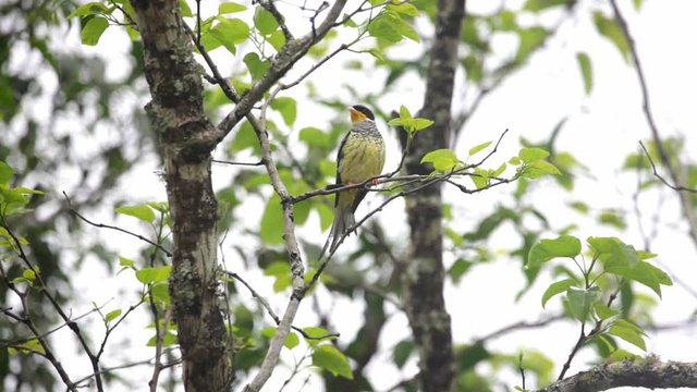 Swallow-tailed Cotinga perched on branch scene. Video recorded in Vargem Alta, Esp&iacute;rito Santo - Southeast of Brazil. Atlantic Forest Biome.