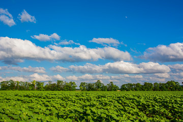 sunflower field near Donetsk