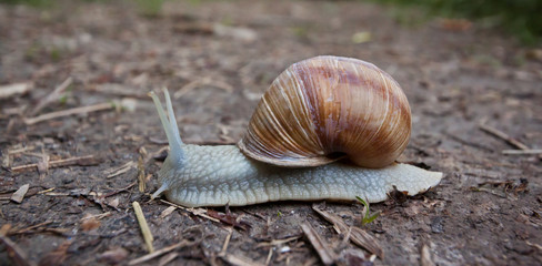 Snail on path