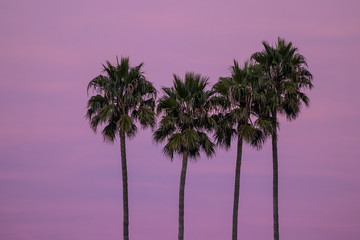 cuatro palmeras sobre cielo morado