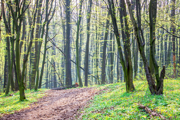 The road  in the spring forest on a clear sunny day_