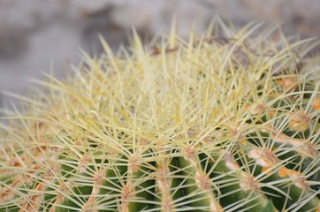 Aculei di una pianta spinosa in primo piano